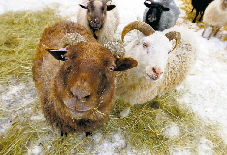 Winnipeg Free Press
BORIS MINKEVICH / WINNIPEG FREE PRESS
Icelandic sheep on Clayton and Wendy Kunzelman�s Interlake farm: �They look like something from a fairy tale.�