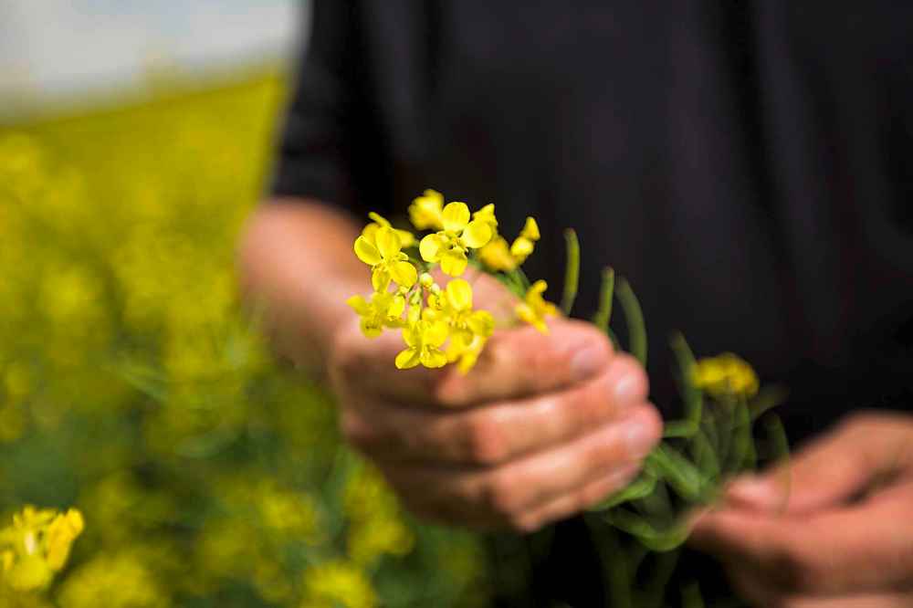 Mikaela MacKenzie / Winnipeg Free Press Files
An East Selkirk farmer, stands in his canola fields in 2015. China has revoked Winnipeg-based canola exporter Richardson International's registration to export canola to that country from Canada citing non-compliance.