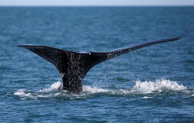 In this Wednesday March 28, 2018 photo, a North Atlantic right whale feeds on the surface of Cape Cod bay off the coast of Plymouth, Mass. An ocean advocacy group is campaigning for unified action from Canadian and U.S. governments to save North Atlantic right whales from extinction. THE CANADIAN PRESS/AP-Michael Dwyer