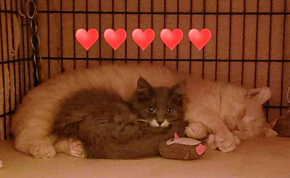 Dale snuggling with a rescue kitten. (Supplied)