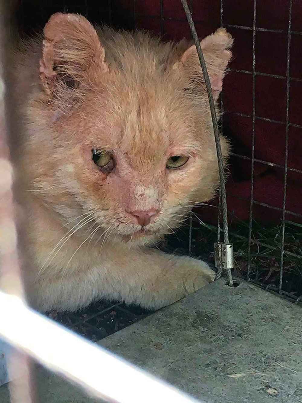Dale on the day he was rescued. (Supplied)