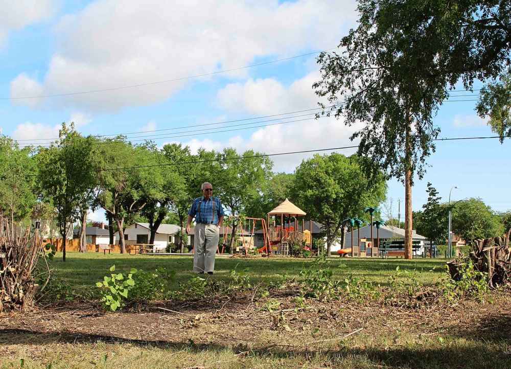 MAGGIE MACINTOSH / WINNIPEG FREE PRESS
At the Richardson-Fir Tot Lot, the shrub stumps now outnumber swings