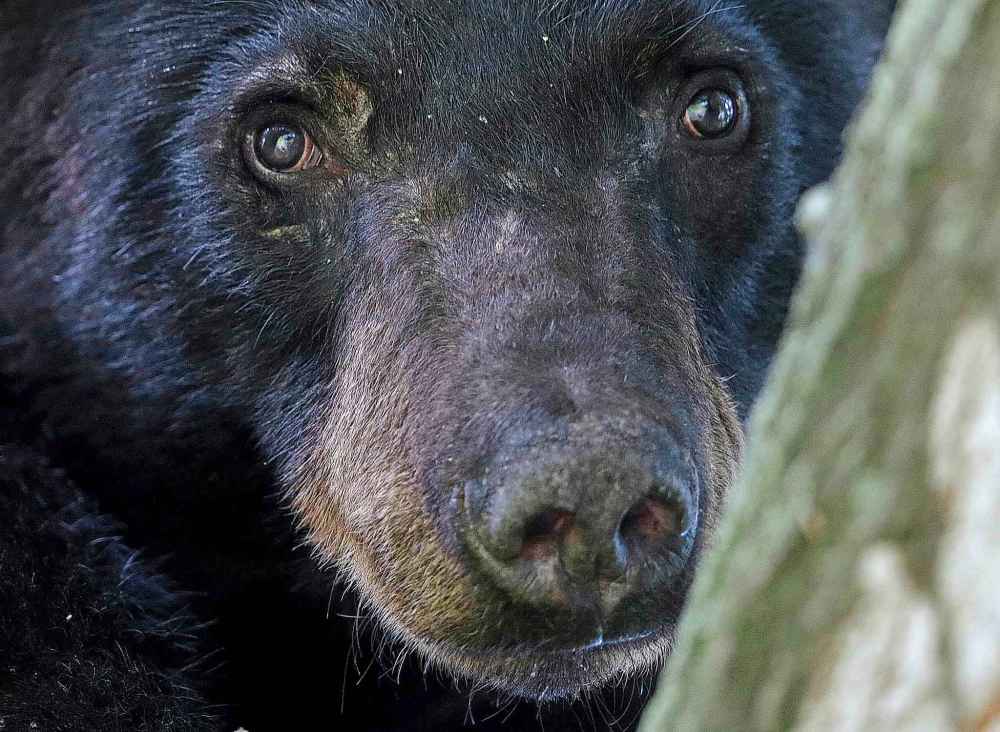 There have been two other reported incidents where bears have attacked people in Whiteshell Provincial Park this month. (Gerald Herbert / The Associated Press Files)