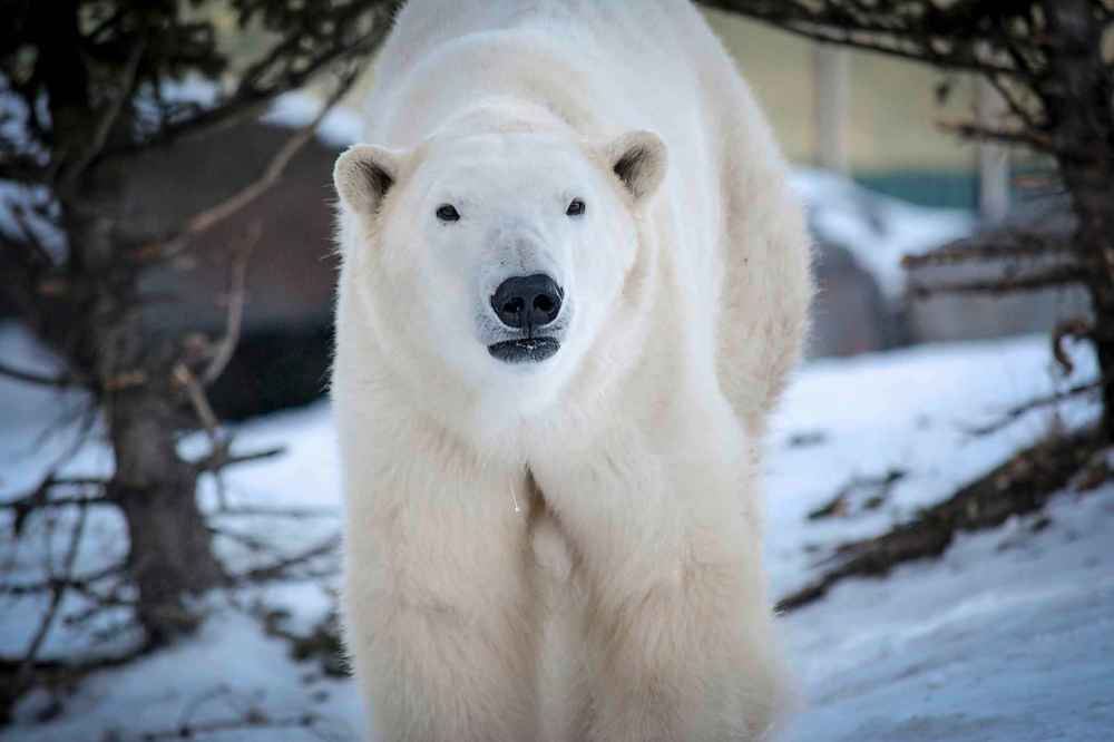 Assiniboine Park Zoo photo
A polar bear has died at the zoo in Winnipeg. Assiniboine Park Zoo says the five-year-old bear named Blizzard died on Monday.