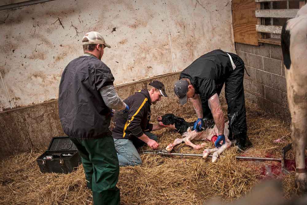 Bloomberg For The Washington Post
About 380 veterinarians practising in Manitoba, but there are vacancies in Winnipeg and across Canada. (Darren Hauck for The Washington Post)
