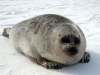 NOAA FISHERIES
Ringed seal population in the Hudson Bay is declining.