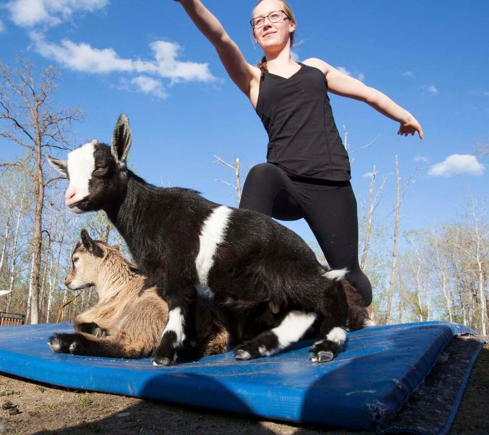 Jessica Finn / Winnipeg Free Press.
Kate Tucker, 15, from Cornerbrook, NFLD, focusses on the horizon while goats get comfortable on her mat.