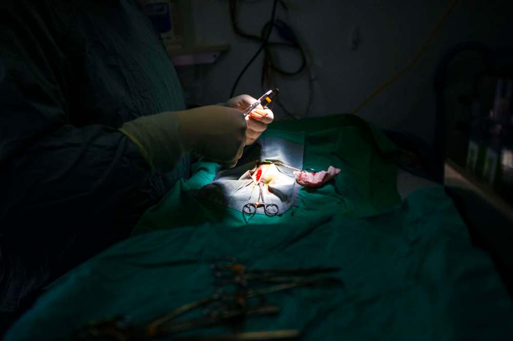 MIKAELA MACKENZIE / WINNIPEG FREE PRESS
Dr. Keri Hudson Reykdal spays a chiahuahua on the Chemawawin First Nation Reserve.