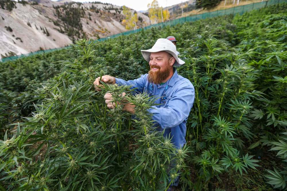 Outdoor commercial cannabis cultivation is permitted in some U.S. jurisdictions where recreational cannabis is legal. (Chris Dillmann/Vail Daily via AP)