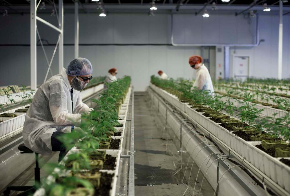 Health Canada regulations currently limit commercial cannabis cultivation to indoor facilities like this Aurora Cannabis operation in Alberta, but the federal regulator is considering allowing outdoor cultivation on a commercial scale.(Bloomberg photo by Jason Franson)