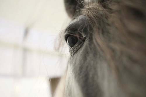 RUTH BONNEVILLE / WINNIPEG FREE PRESS
Gavilan is a Spanish purebred stallion.