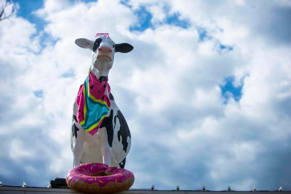Fromagerie Bothwell mascot Teemoo has been turning heads on Provencher Boulevard since taking up residence on the cheese shop’s roof.