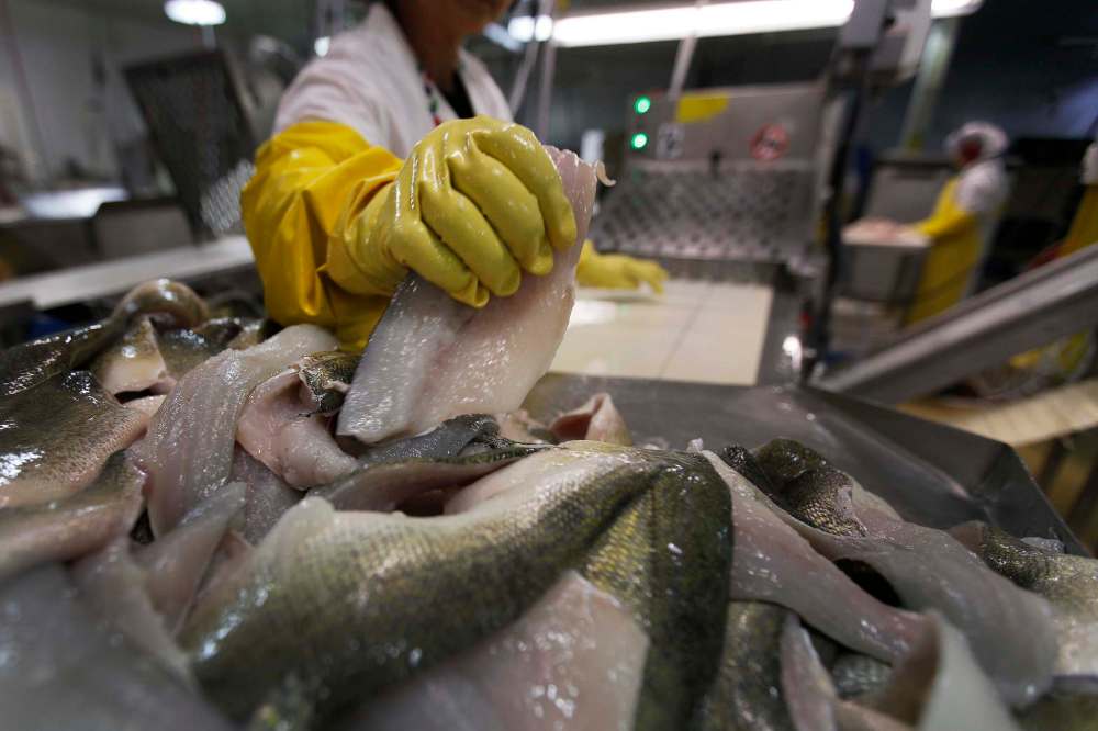 John Woods / Winnipeg Free Press FIles
The skinning line at the Freshwater Fish Marketing Corporation fish processing plant in Winnipeg. Injuries at the plant are at least three times more frequent than the industry norms.