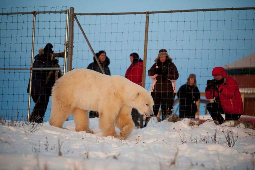 Brigit Cathrin Duval photo
Photo from churchillwild.com promoting their Polar Bear Photo Safari.