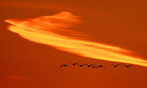 John Woods / Winnipeg Free Press files
FortWhyte Alive&rsquo;s Goose Flight Feasts provide front-row seats to the annual goose migration.