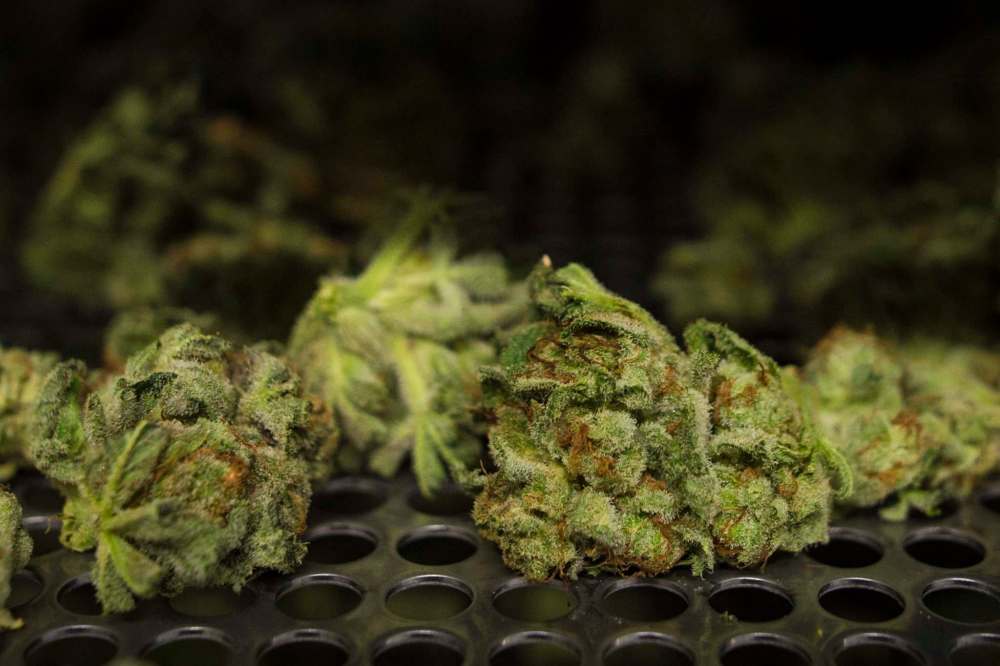 New Canadian research suggests cannabis might help people with opioid use disorder transition to replacement drug therapies like methadone. (The Canadian Press/Tijana Martin)
