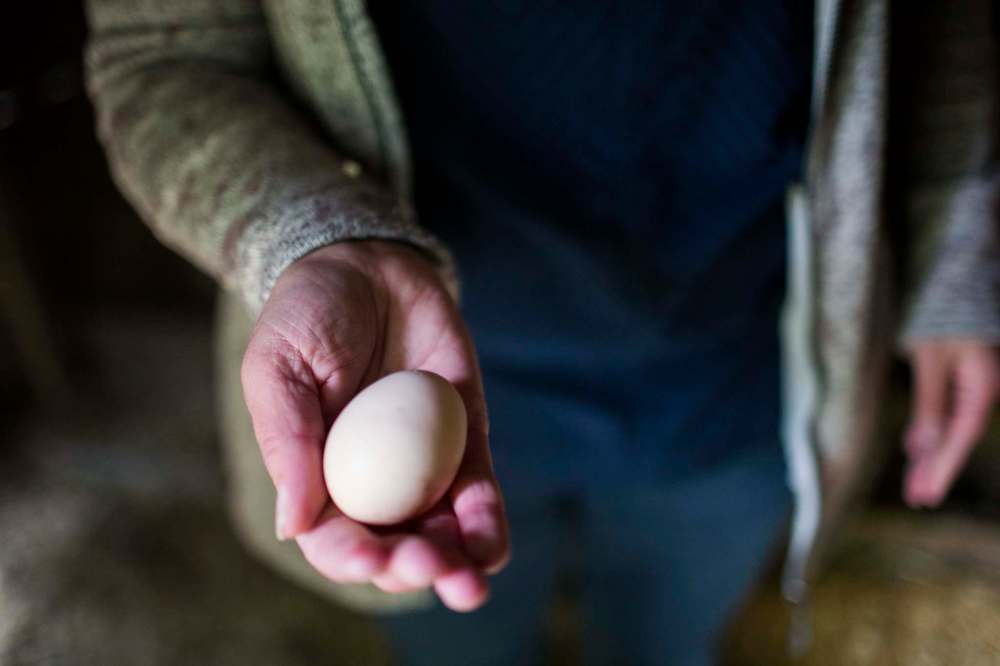 A freshly laid egg by the chickens at Farm Away.