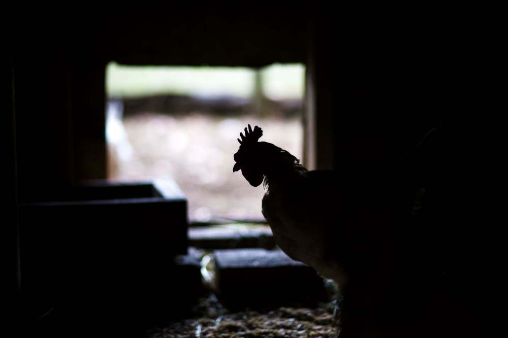 A rooster at Farm Away, just outside of Portage la Prairie.