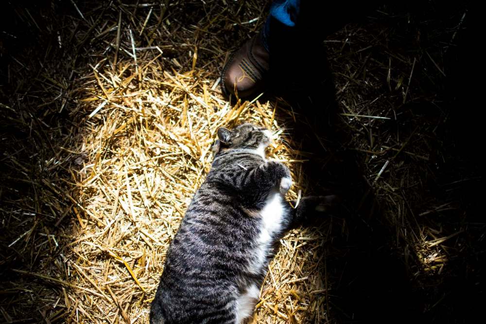 A nameless tabby came with the barn.