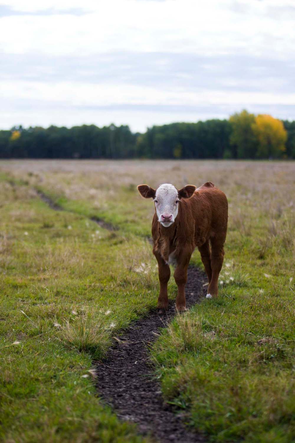 A calf at the family farm just outside of Portage la Prairie.