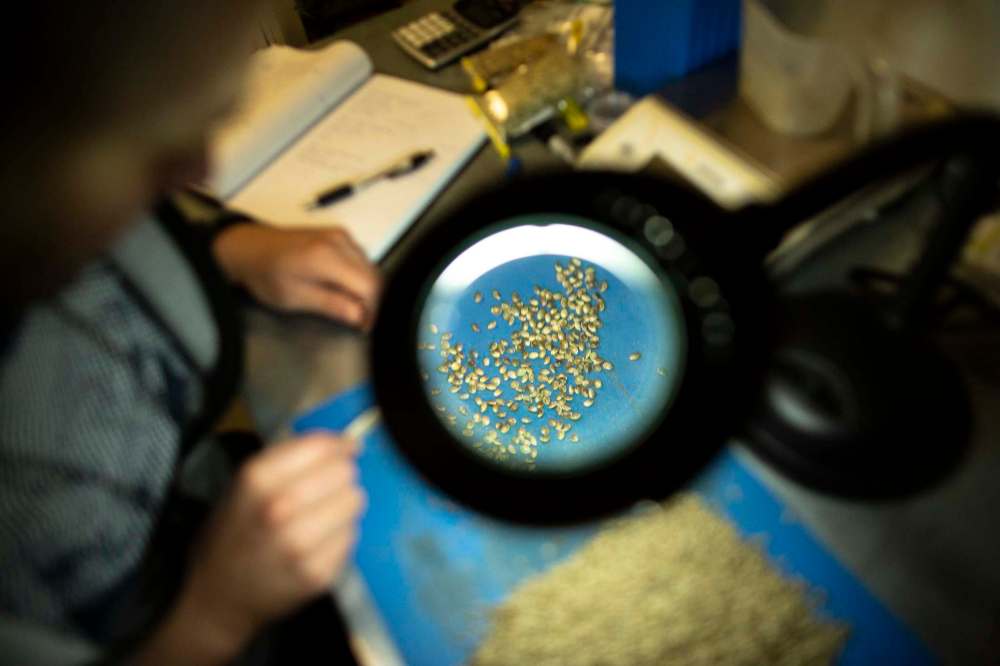 Quality control technician Bryce Desender inspects hemp seeds for impurities at Manitoba Harvest’s Ste. Agathe facility.