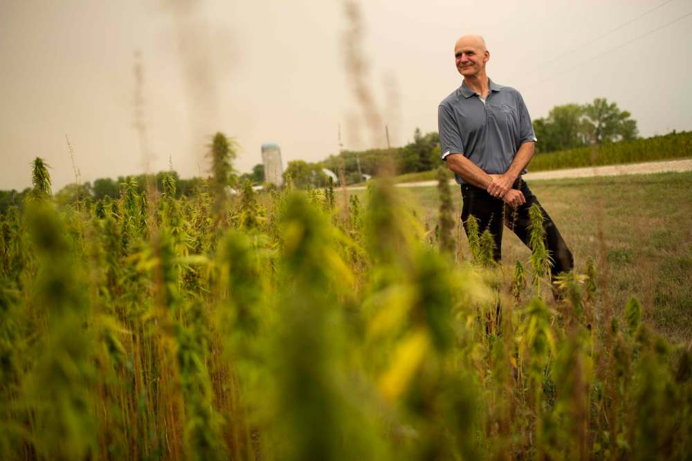 Clarence Shwaluk, director of farm operations for Manitoba Harvest’s parent company Fresh Hemp Foods, surveys a hemp field near Kleefeld, Man. (Photos by Andrew Ryan / Winnipeg Free Press)