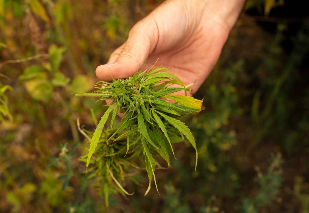 ANDREW RYAN / WINNIPEG FREE PRESS
Clarence Shwaluk holds a female seed-bearing plant in a Hemp Oil Canada field.