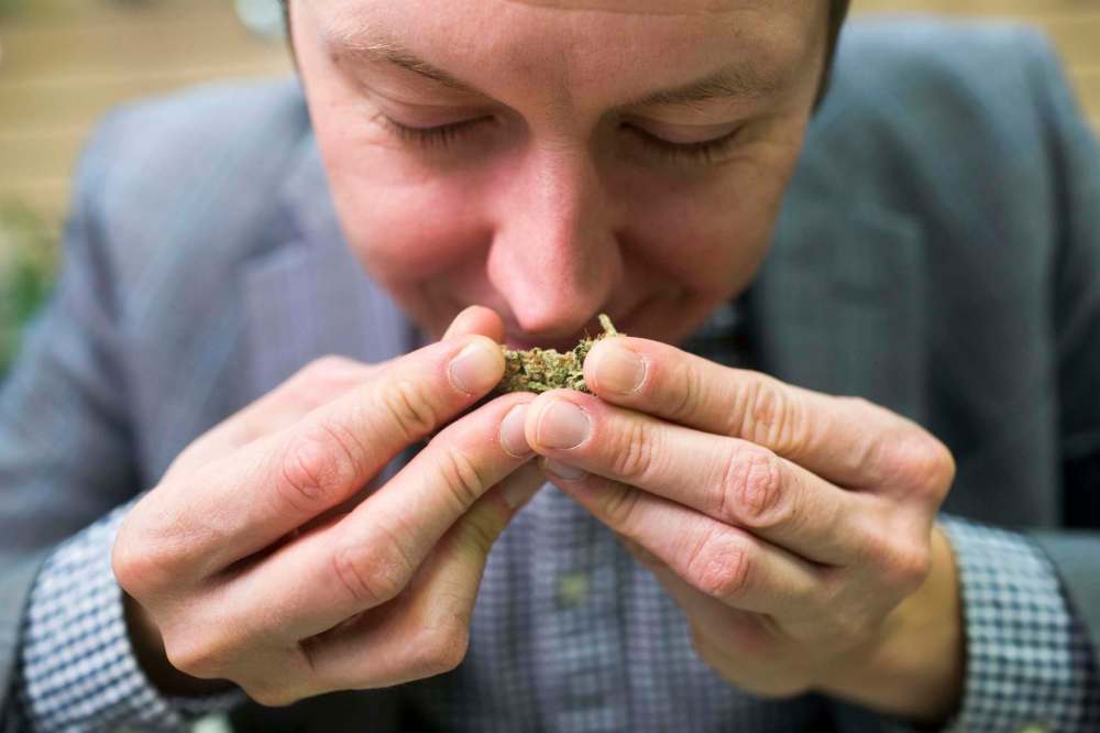 Joel Carleton inspects everything about the condition of the bud, which can reveal whether the plant might have been harvested too early and whether it has been over-handled, resulting in the loss of essential oils from the bud’s surface. (Mikaela MacKenzie / Winnipeg Free Press)