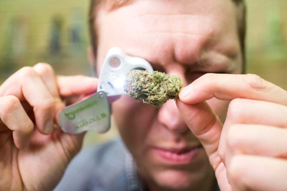 Interpreting terpenes refers to the close examination of cannabis plants, looking at everything from bud structure to the prevalence of glandular trichomes. (Mikaela MacKenzie / Winnipeg Free Press)