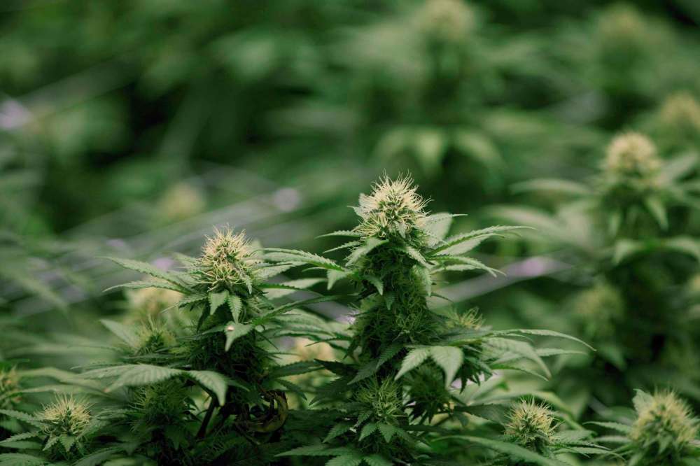 RON WARD / THE CANADIAN PRESS FILES
Earlier this year, the CFL Alumni Association entered into an agreement with MedReleaf, a leading medical cannabis producer and researcher, to co-facilitate a study involving about 50 retired players.