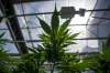 Tijana Martin / THE CANADIAN PRESS FILES
Cannabis plants at the CannTrust Niagara Greenhouse Facility in Fenwick, Ont. The CFL could now consider branding and partnerships with the legalized cannabis industry.