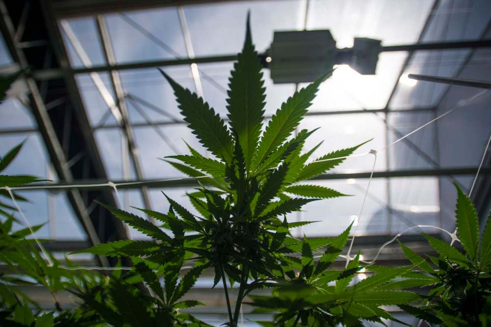 Tijana Martin / THE CANADIAN PRESS FILES
Cannabis plants at the CannTrust Niagara Greenhouse Facility in Fenwick, Ont. The CFL could now consider branding and partnerships with the legalized cannabis industry.