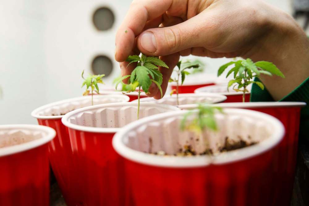 An immature cannabis seedling can legally be given from one individual to another. (Mike Deal/Winnipeg Free Press)