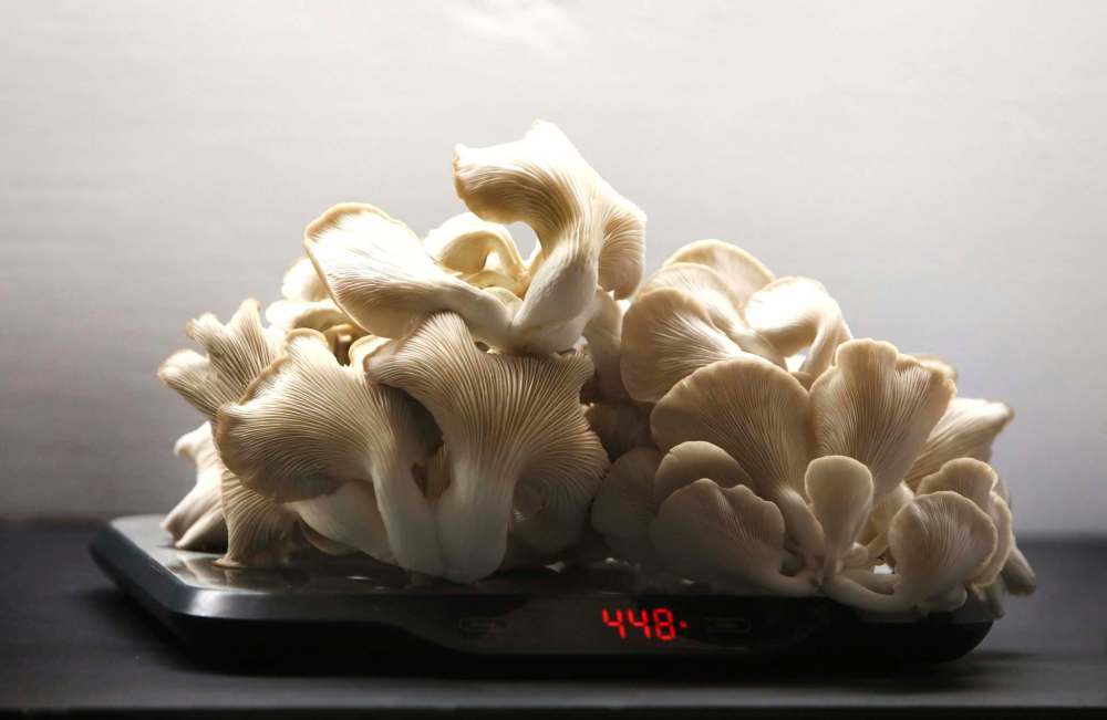 The latest batch of Phoenix oyster mushrooms are weighed at Prairie Oysters, which has become a frequent supplier for chefs and restaurants across Winnipeg.