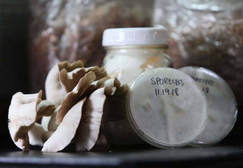 Moffat grows mushrooms by first cloning one in a petri dish, using a tiny slice of mushroom to create mycelium, the microscopic foundation of the next generation of mushrooms.