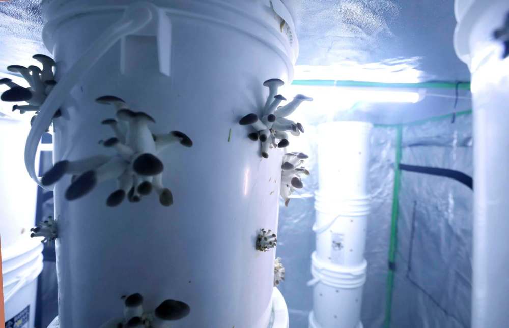After oyster mushroom spawn is grown in sawdust, it is transferred into pails of straw that the mushrooms feeda on, eventually emerging through holes in the pail