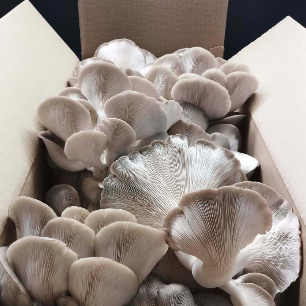 @oystersprairie