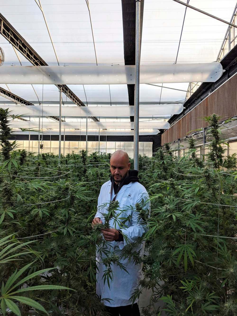 Tantalus Labs CEO Dan Sutton poses in his company's B.C. cannabis production facility. (Supplied)