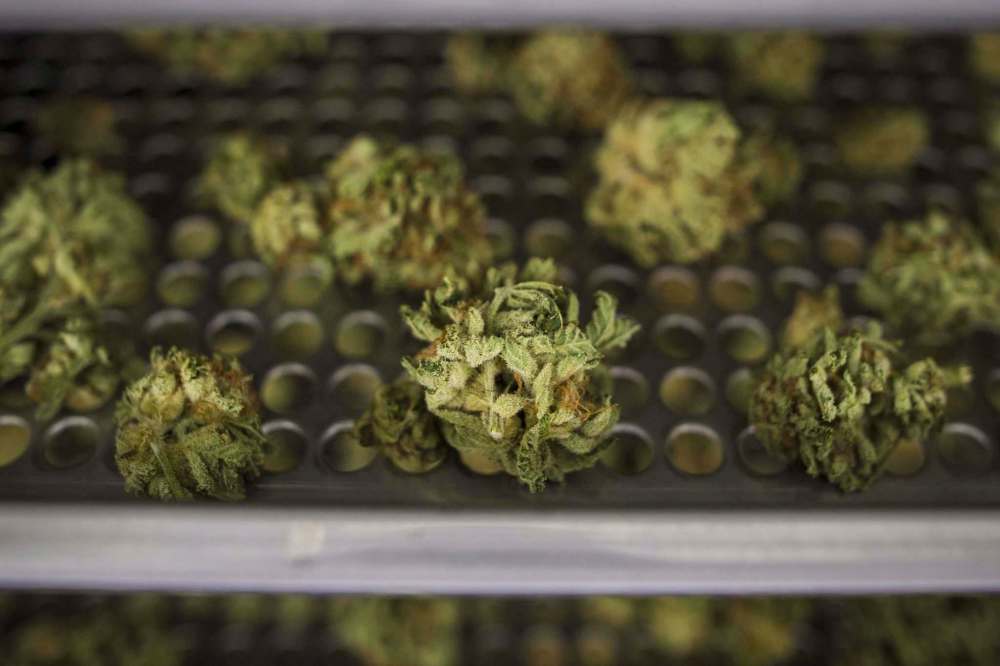 TIJANA MARTIN / THE CANADIAN PRESS FILES
Whole cannabis buds sell at a higher price than pre-milled buds, said Alcanna CEO James Burns, explaining why some products are on sale in Alberta.