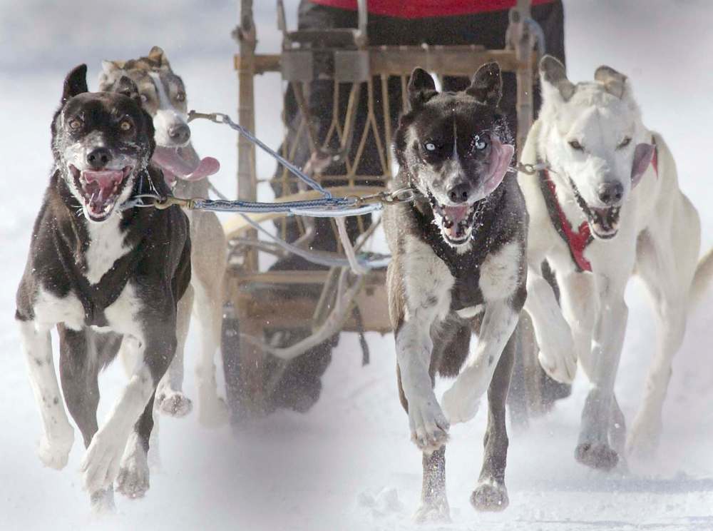 JOE BRYKSA / WINNIPEG FREE PRESS FILES
Sarah Parkers’ dogs compete in the four-dog sled race during Festival du Voyageur celebrations in 2003.