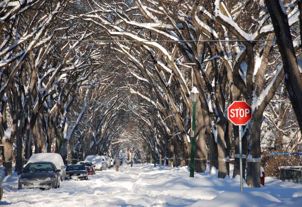 Brent Bellamy
Winnipeg without its majestic street tree canopy is difficult to imagine, but the city’s mature elm and ash trees are coming under stress from insect infestation.