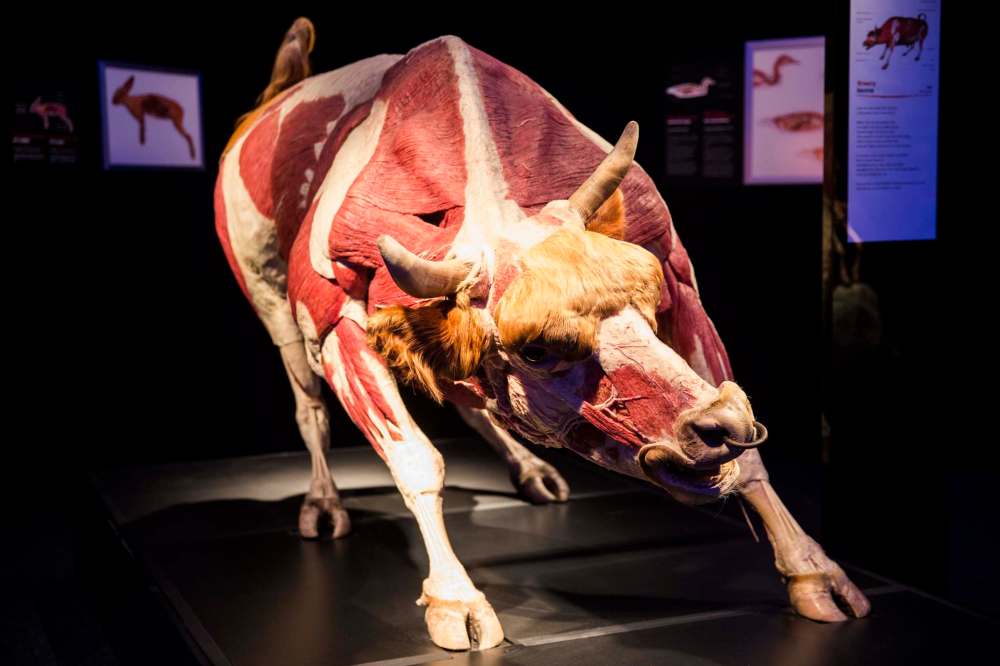 MIKAELA MACKENZIE/WINNIPEG FREE PRESS
Animal Inside Out at the Manitoba Museum.