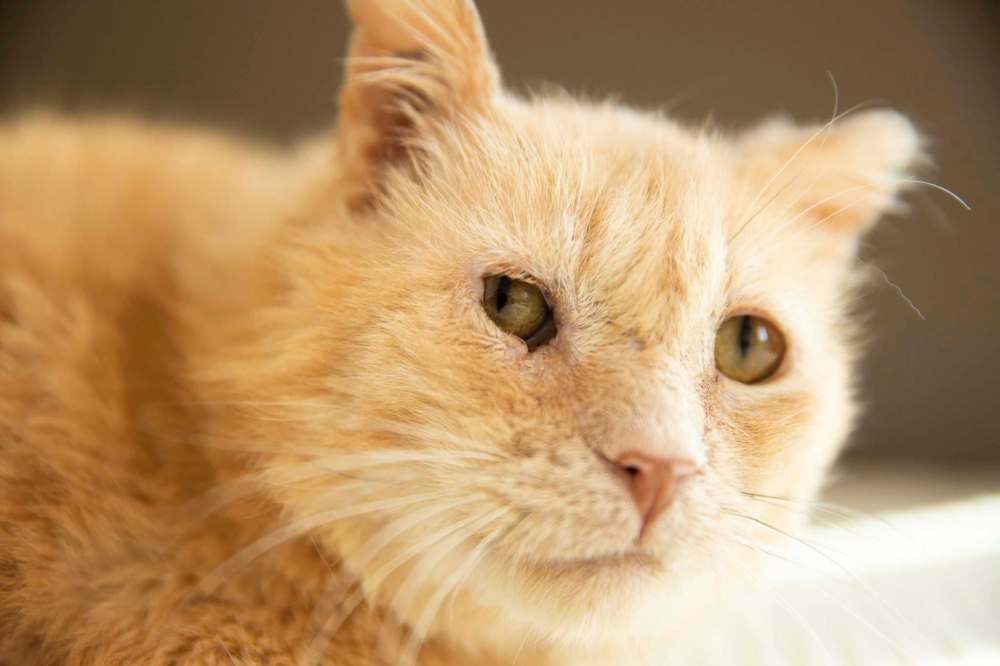 Dale has helped socialize at least 10 kittens, hanging out with them and snuggling with them. (Mikaela MacKenzie / Winnipeg Free Press)