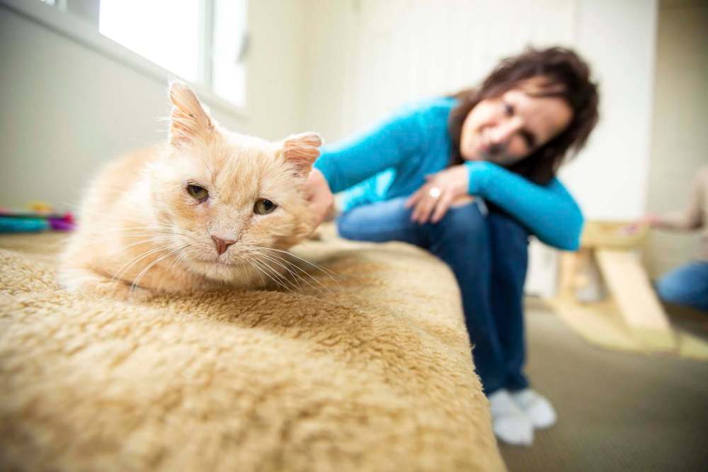 MIKAELA MACKENZIE / WINNIPEG FREE PRESS
Dale, a street cat who is now seeking a forever home, has ‘a relaxed temperament’ that helps with socializing feral kittens, his foster mom, Brenda Meyer, says.