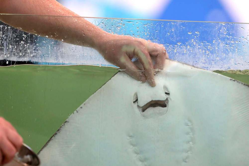 RUTH BONNEVILLE / WINNIPEG FREE PRESS
Aquatic operations supervisor Marc Brandson feeding a stingray a jumbo shrimp Thursday.