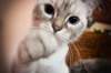 Marc Marrone does not condone declawing cats. (Fotolia)