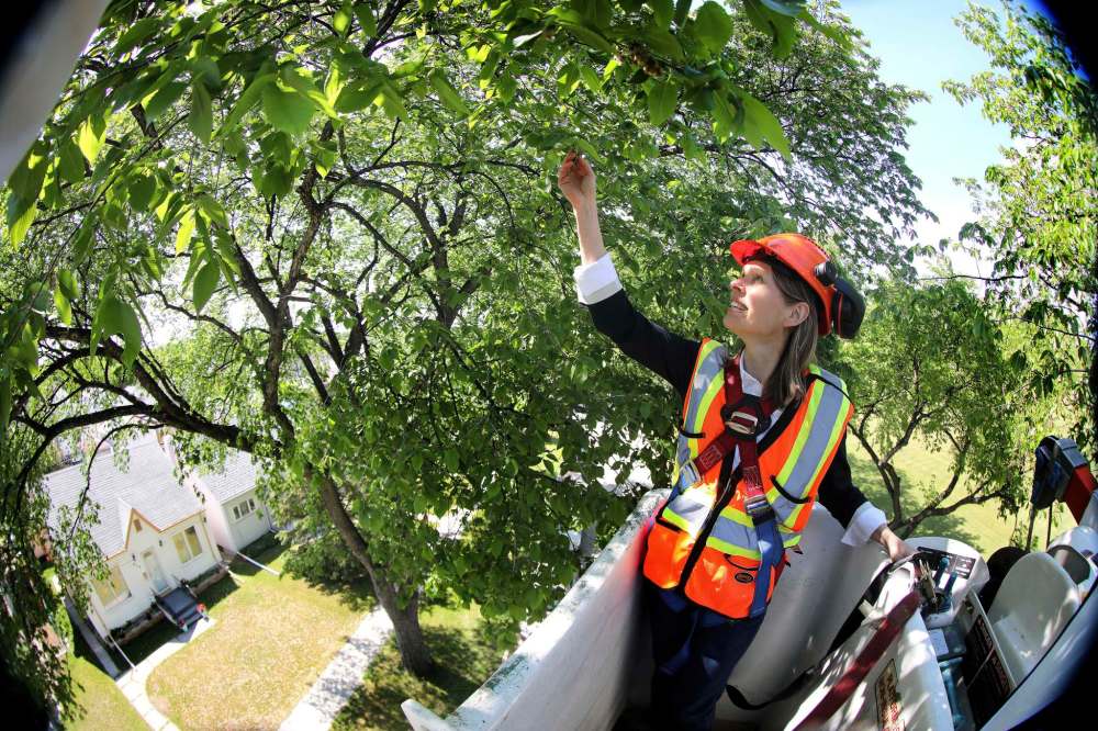 RUTH BONNEVILLE / WINNIPEG FREE PRESS
Martha Barwinsky, a City of Winnipeg forester, checks out some trees near Burton Cummings Community.