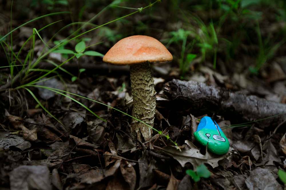 PHIL HOSSACK / WINNIPEG FREE PRESS
A small rock treasure sits beside a mushroom.