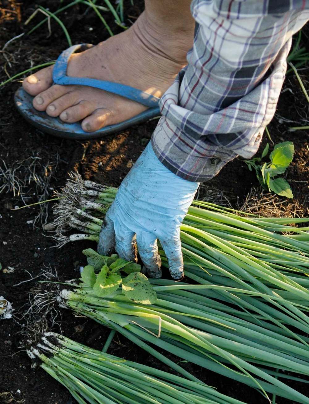 File photo
Manitoba's commercial harvest of vegetables relies heavily on temporary foreign workers.