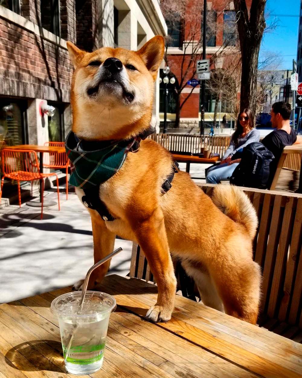 Lawrence Medel photo
Lawrence Medel brings his one year old Shiba named Lupe Akamaru everywhere.